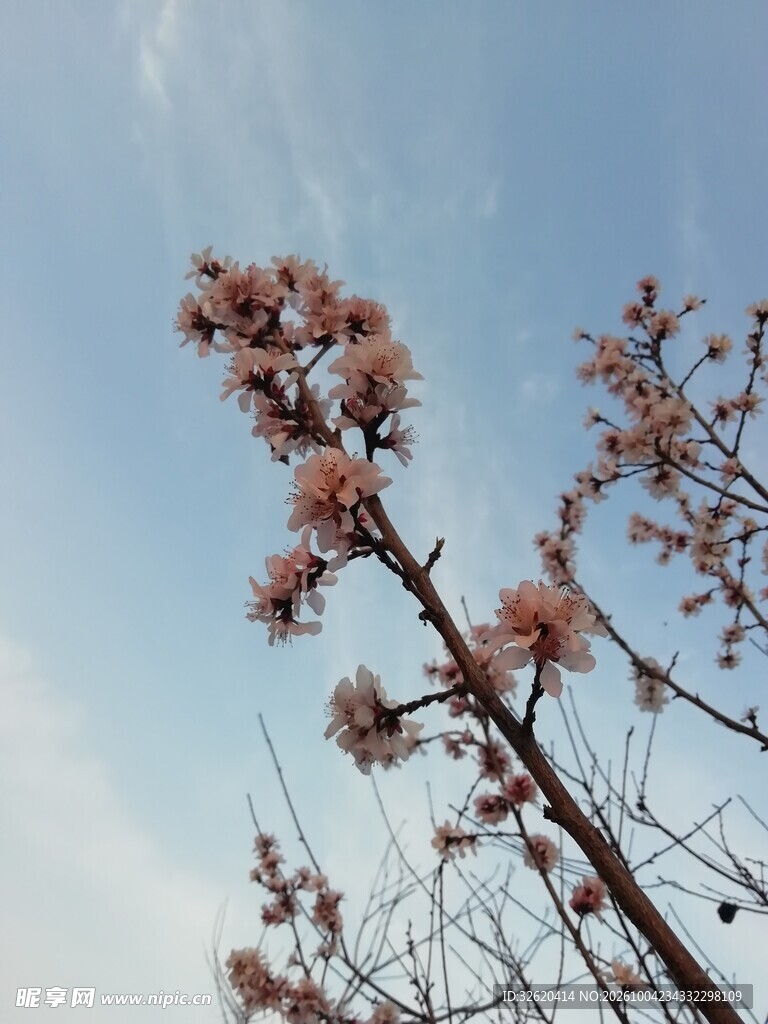 晴空下春日花枝