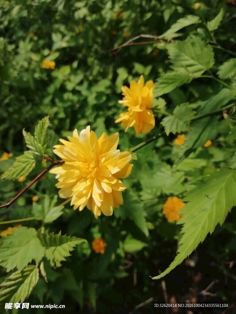 绿叶丛中明黄棣棠花