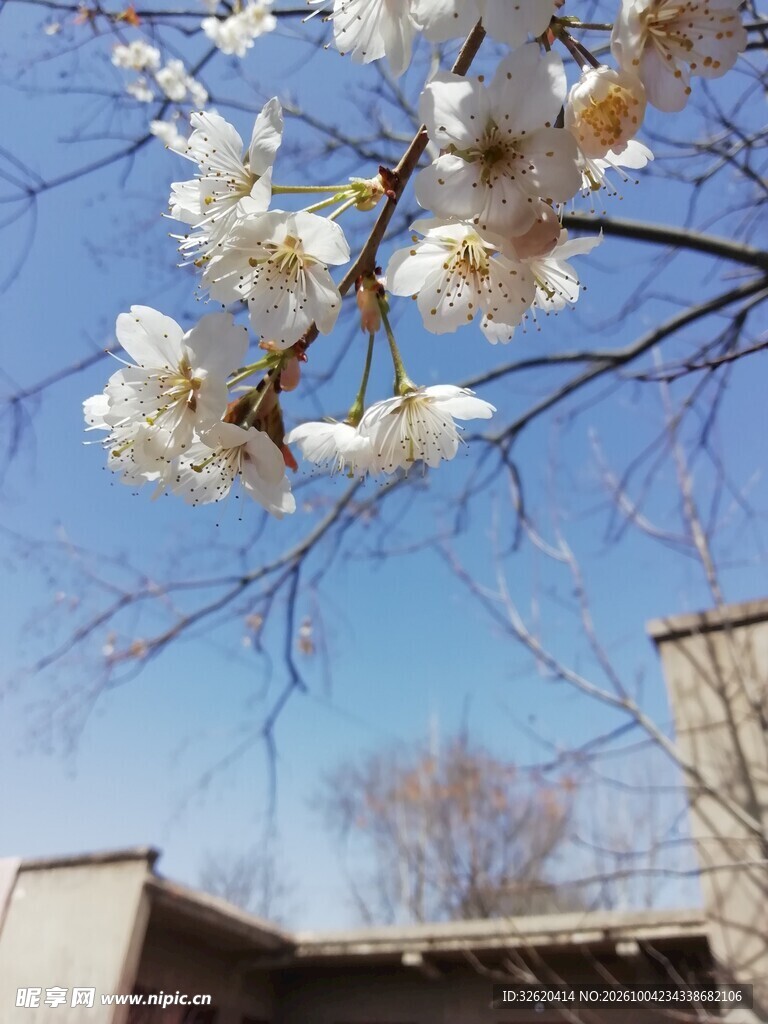 春日晴空枝头白樱盛放