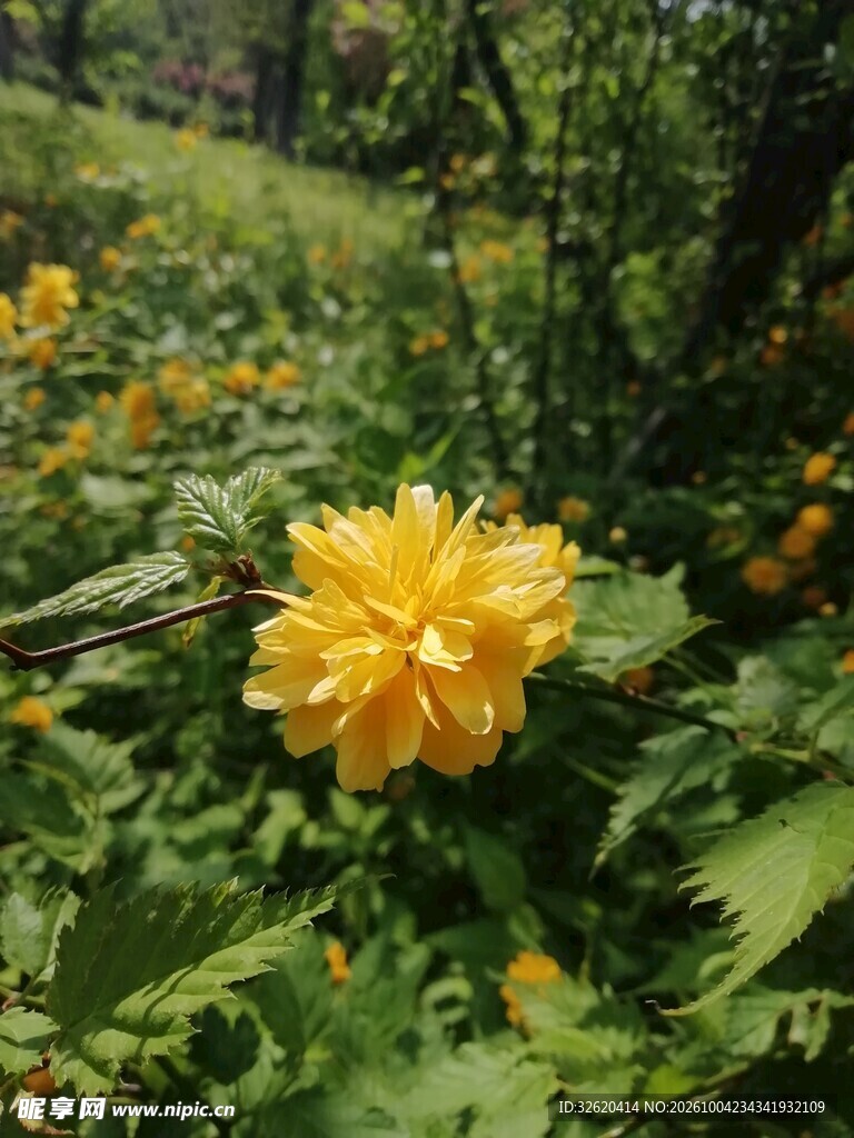 盛开的重瓣棣棠花