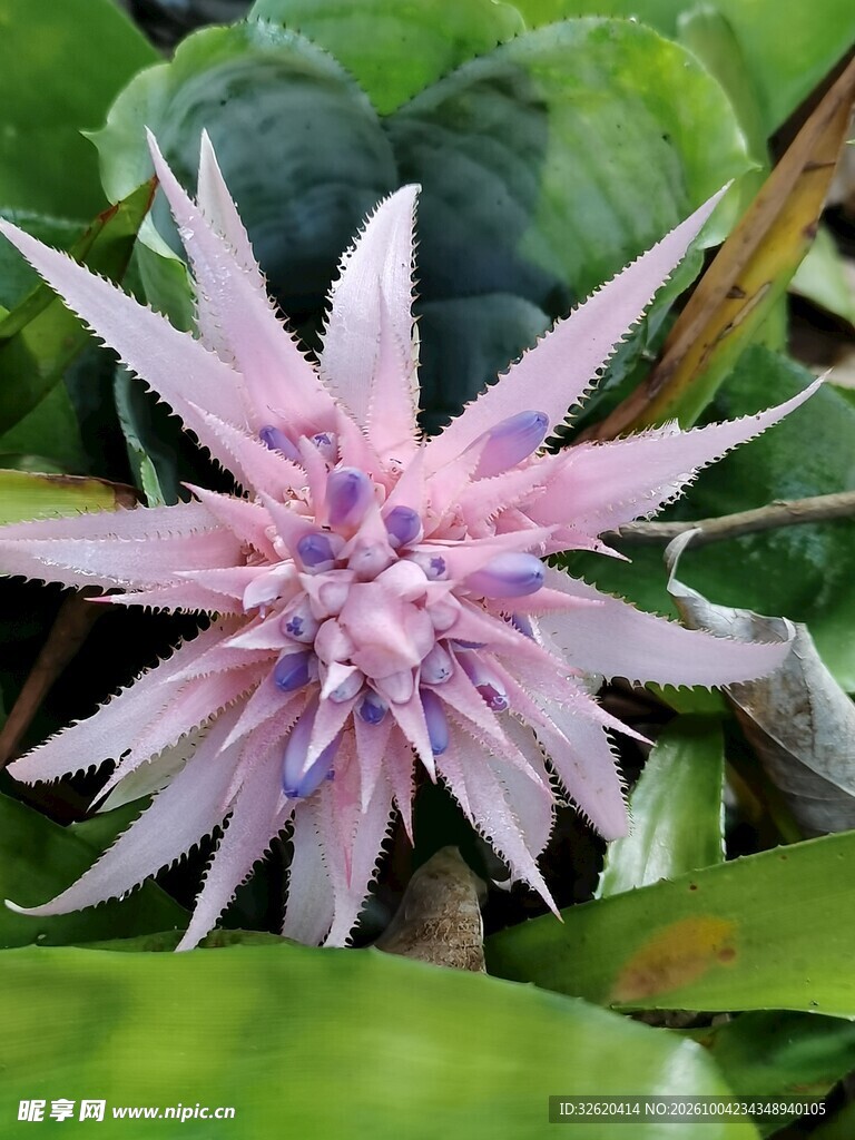 粉紫色星状花卉特写