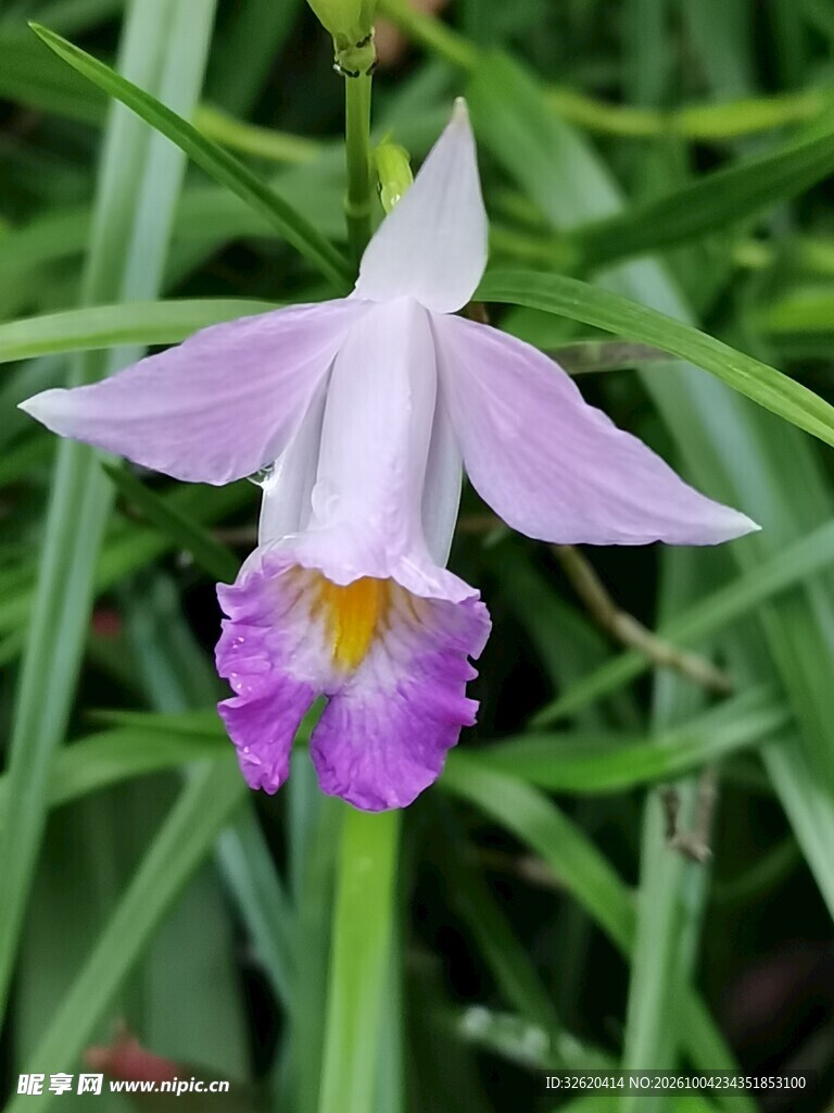 淡紫兰花特写