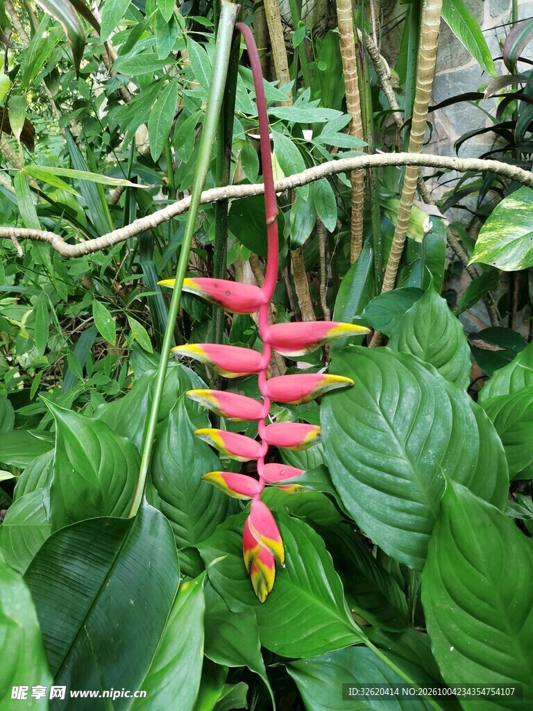 垂序蝎尾蕉热带花卉