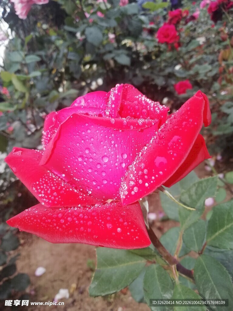 带露红色月季花