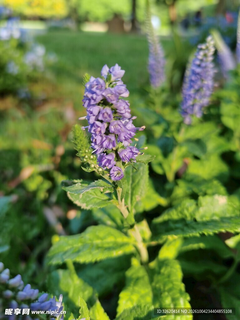 紫色穗状花卉特写