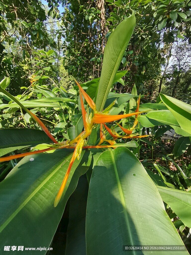 林间橙花绿植特写