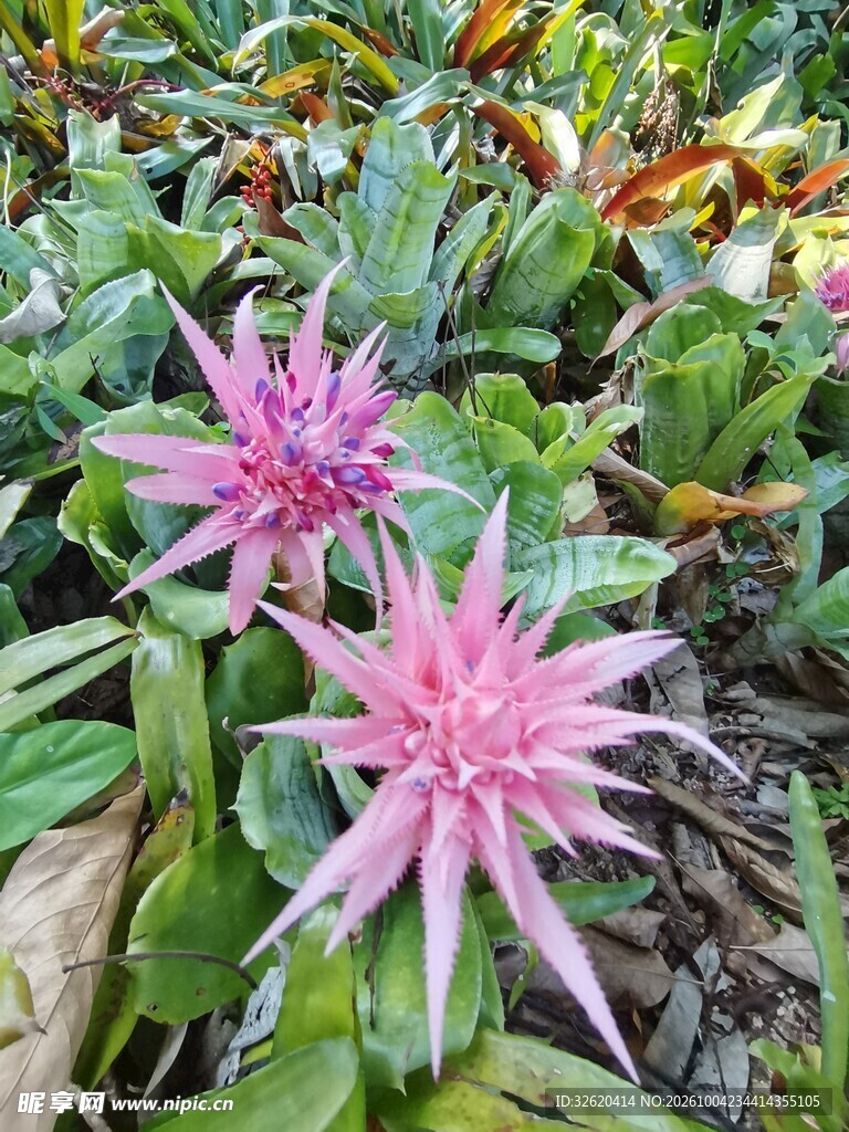 粉色星花凤梨