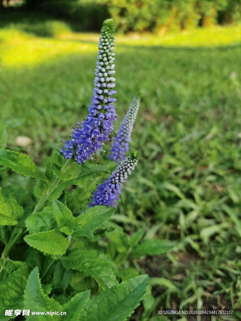 郊野蓝紫色穗状花卉