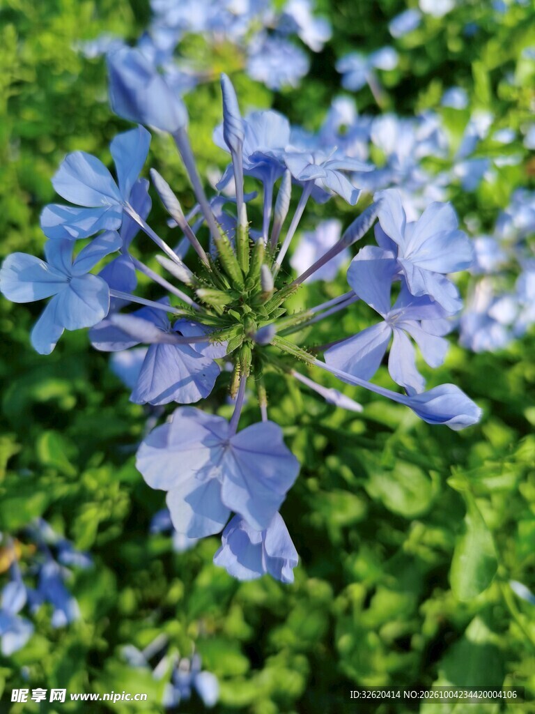 蓝雪花清新花卉特写