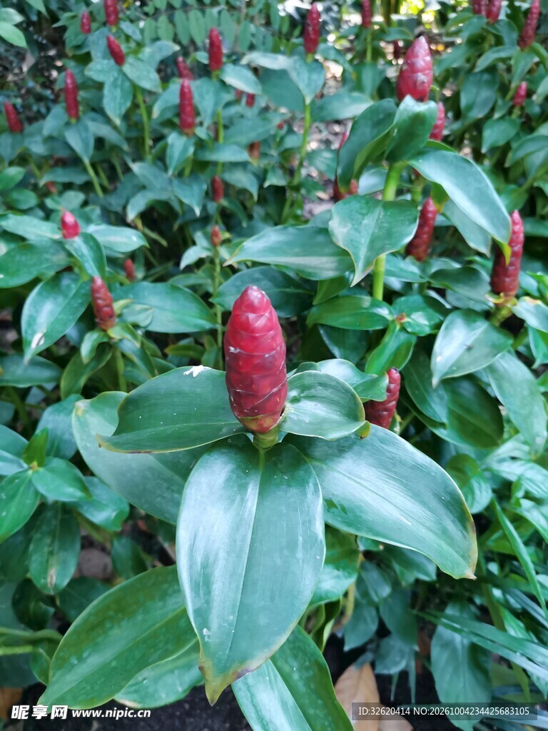 红苞观赏绿植