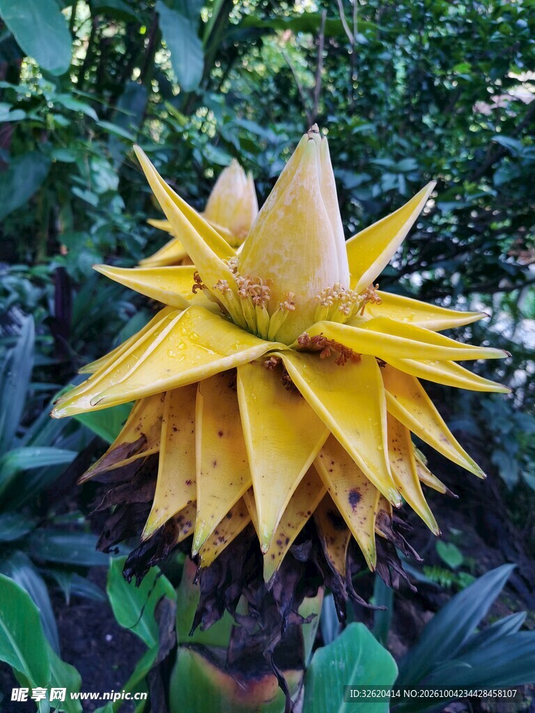 地涌金莲