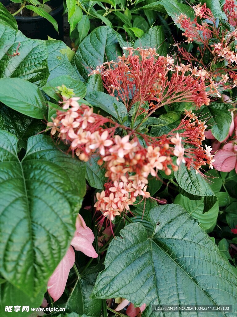 红花绿叶观赏花卉