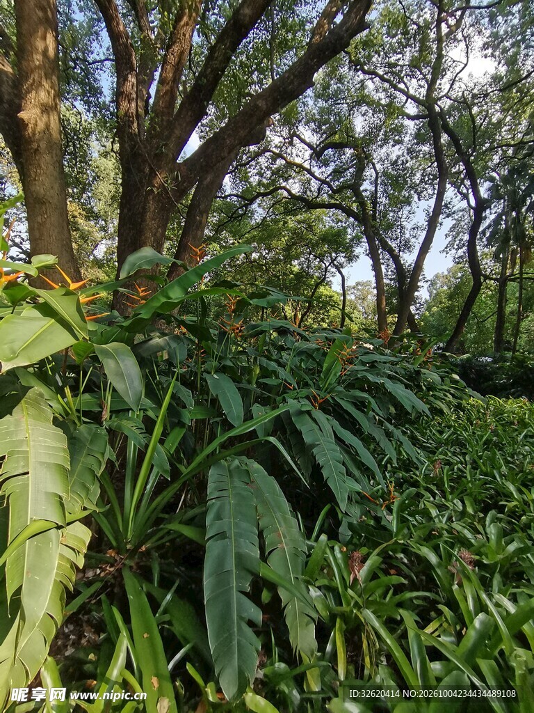 林间野生绿植自然风景