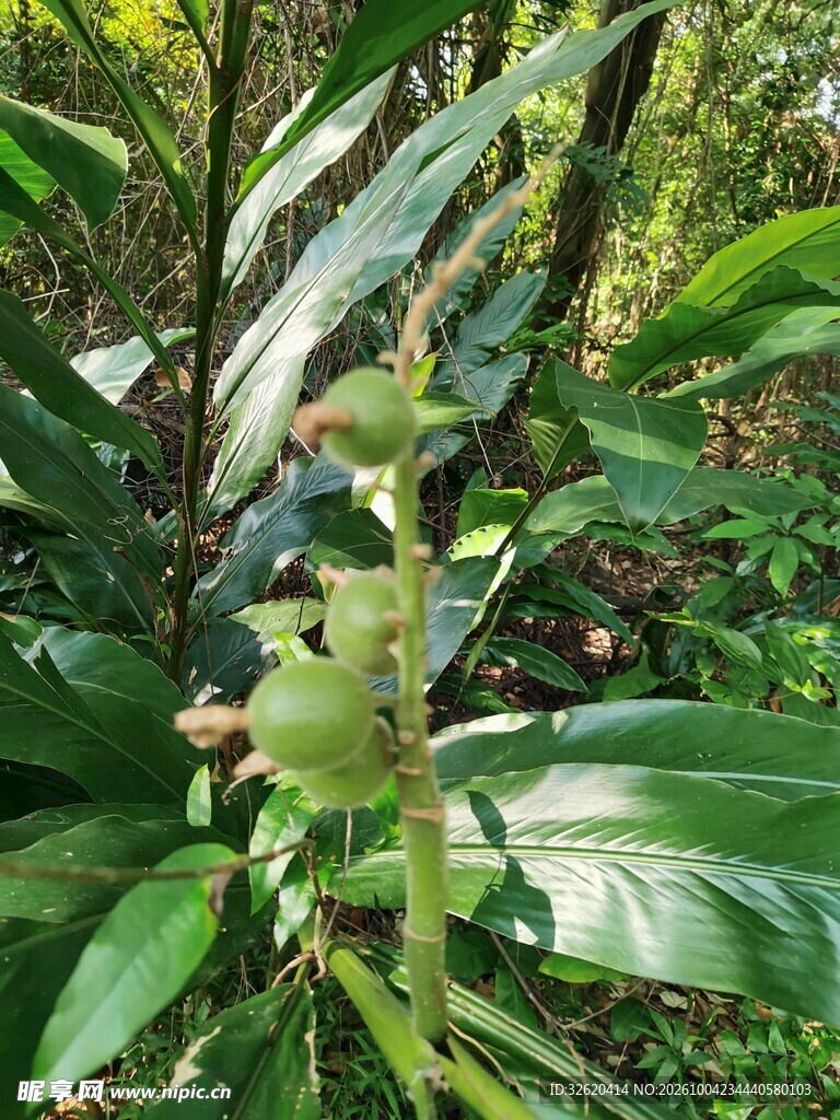 林间绿植青果特写