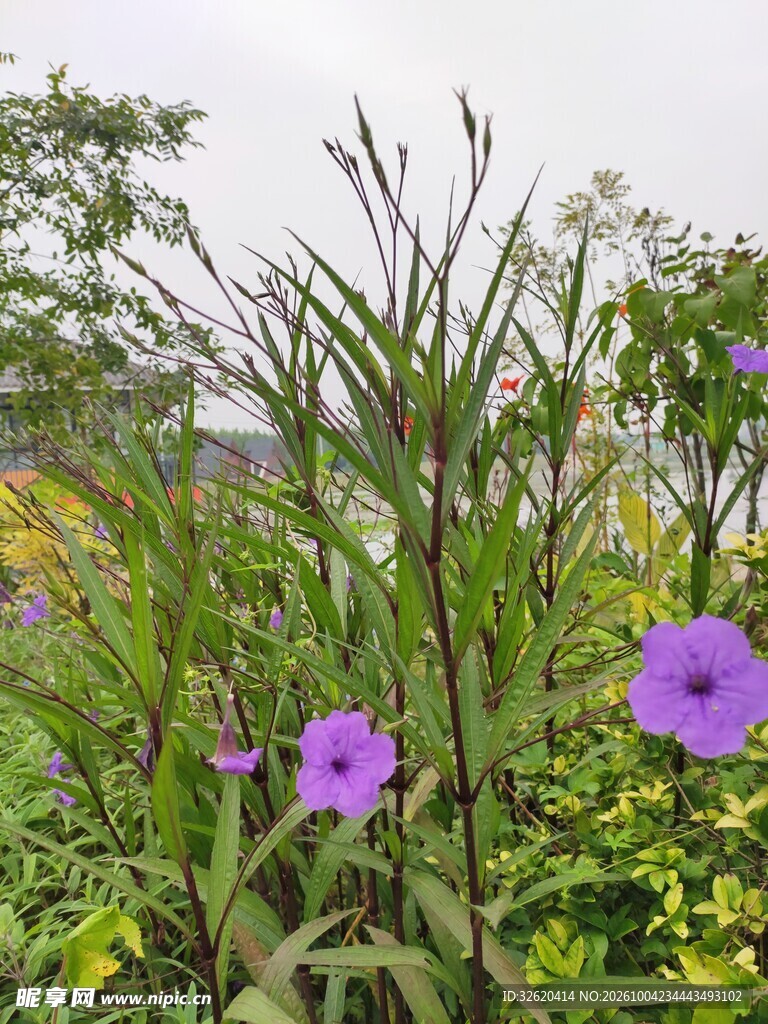 郊野紫花绿植自然小景