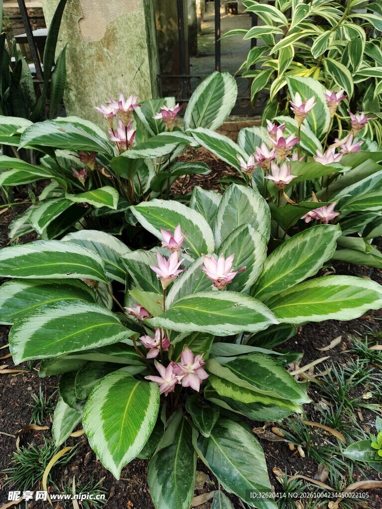 花叶粉花观赏绿植