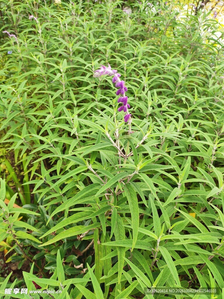 草丛中的紫色花穗