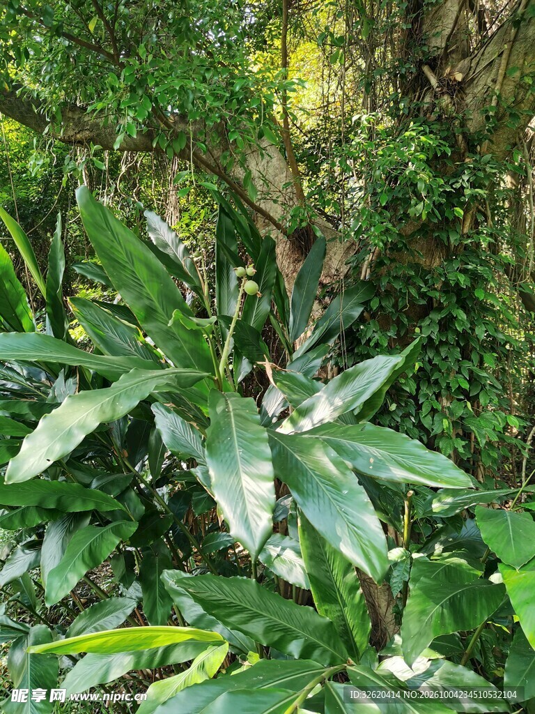 林下野生绿色植物