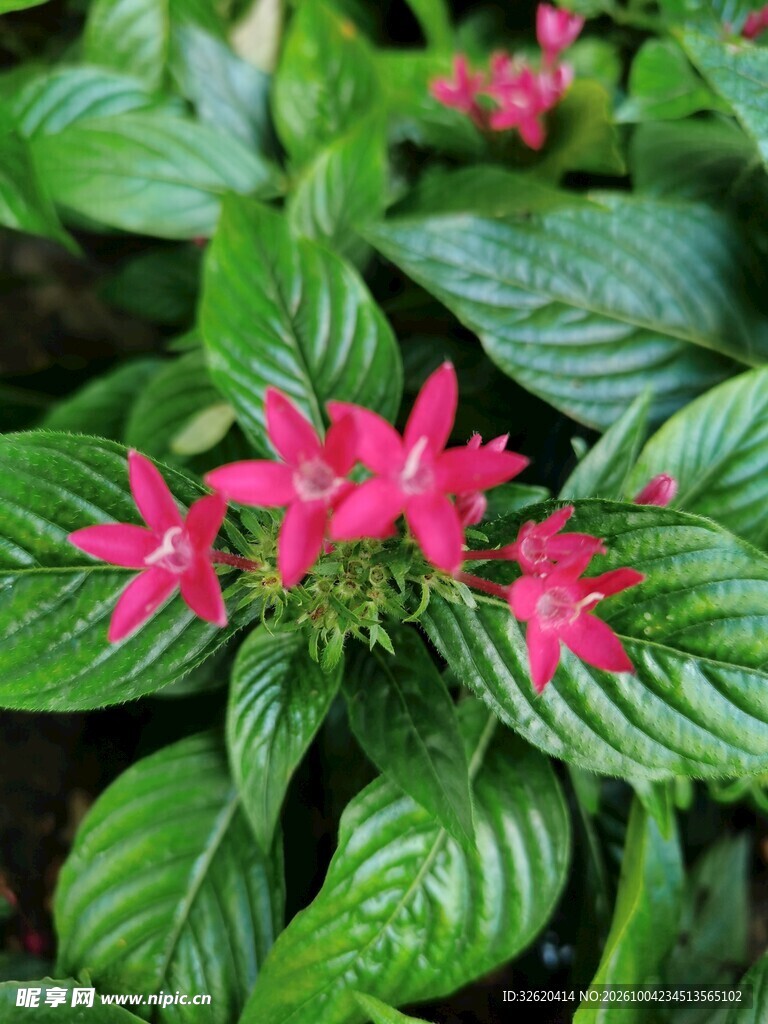 红色五星花卉特写