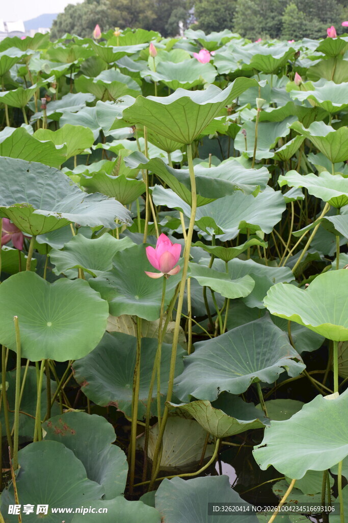夏日荷塘美景