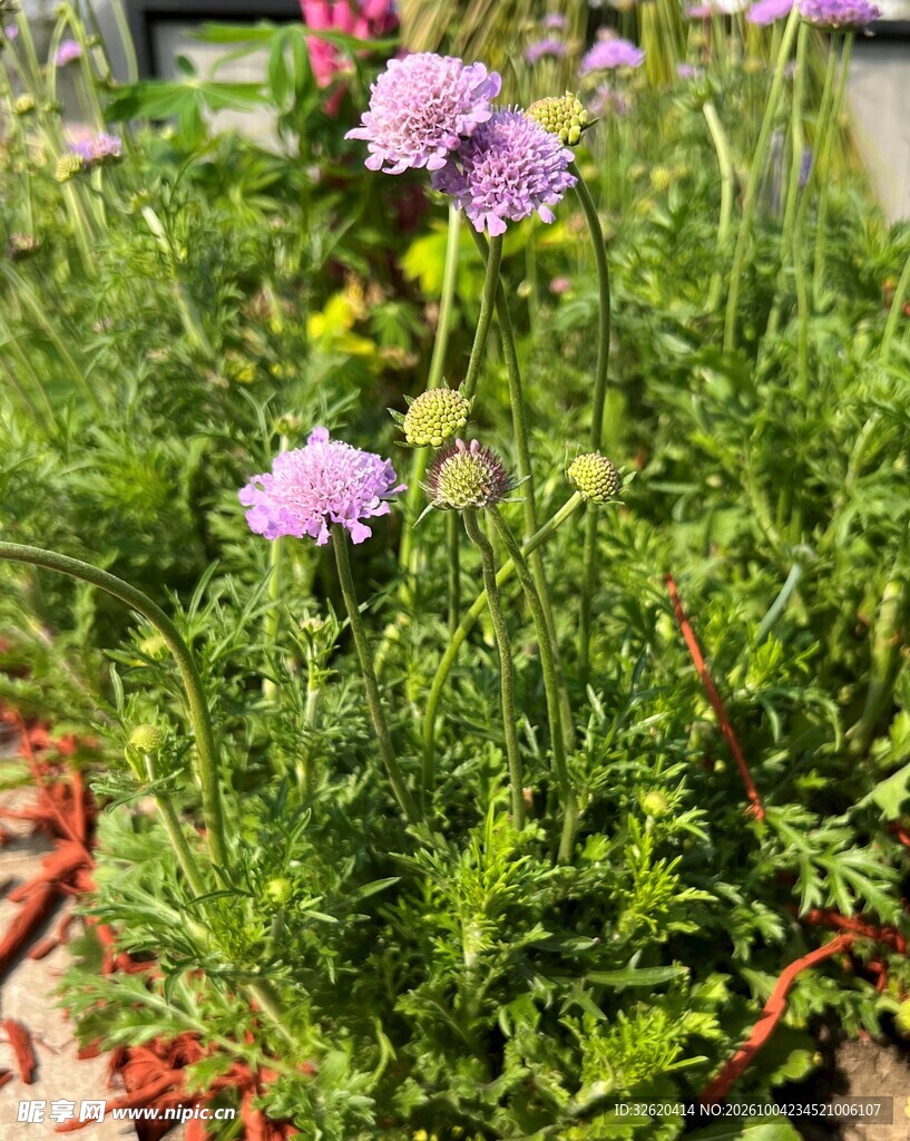 户外淡紫色观赏花卉