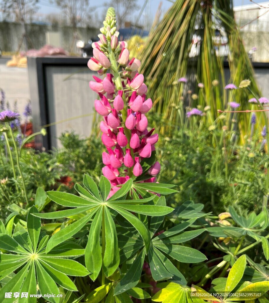 盛开的粉色鲁冰花