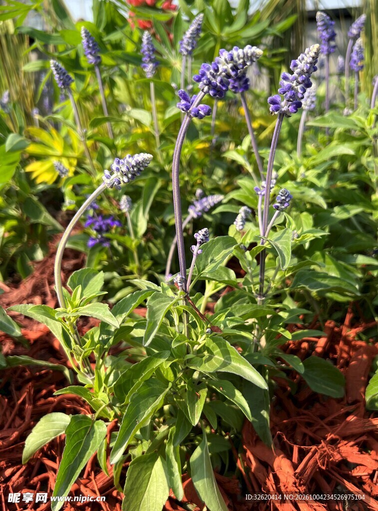 蓝花鼠尾草植株实拍