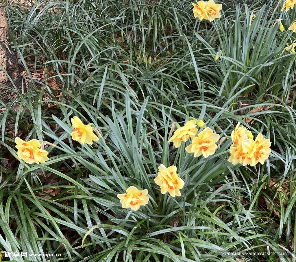 春日黄水仙花丛
