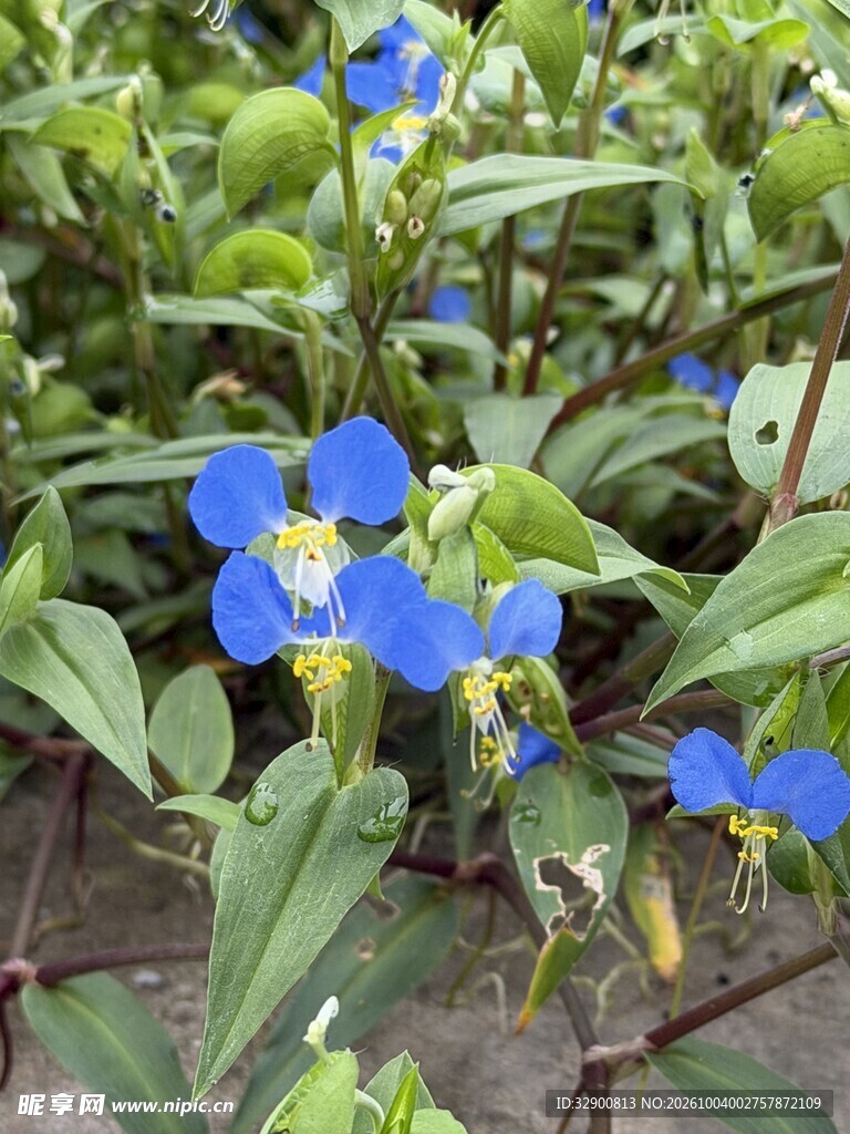 蓝色鸭跖草小花