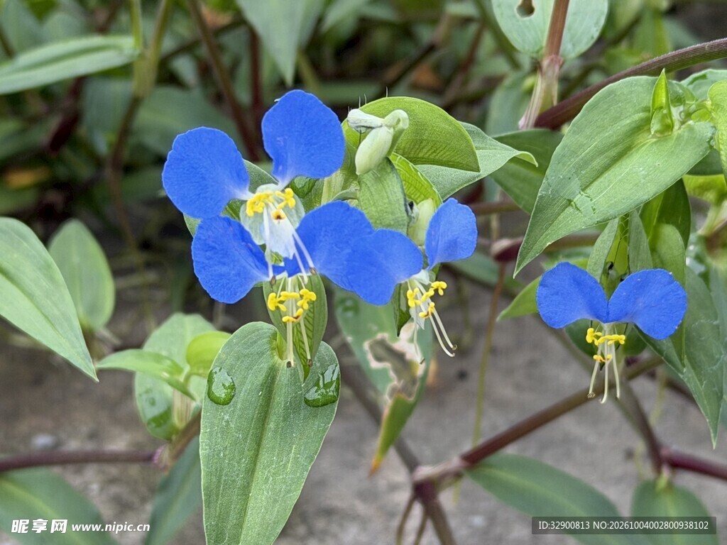 蓝色鸭跖草小花
