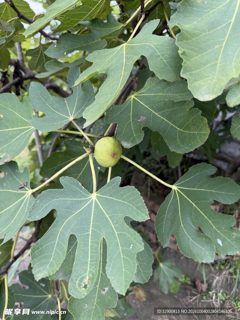 挂在枝头的青无花果