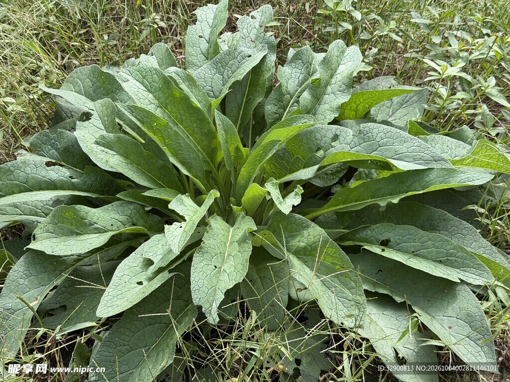 户外野生草本植物