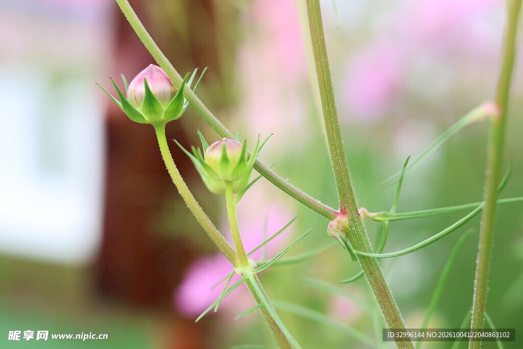 粉色待放花苞特写