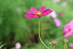 玫红格桑花清新特写