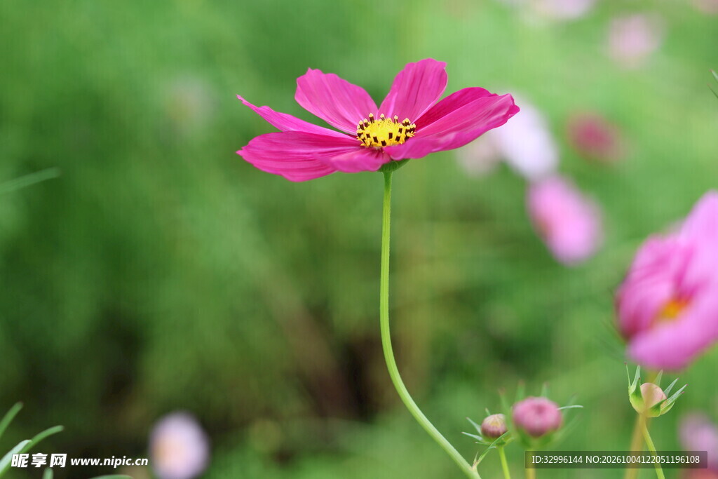 玫红格桑花清新特写