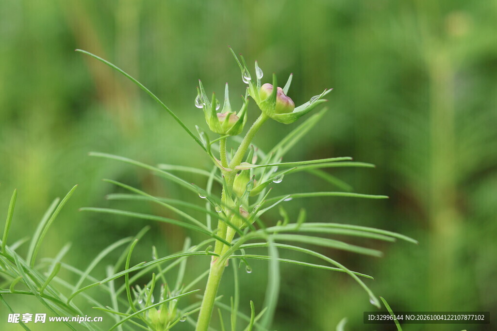 细叶绿植清新特写