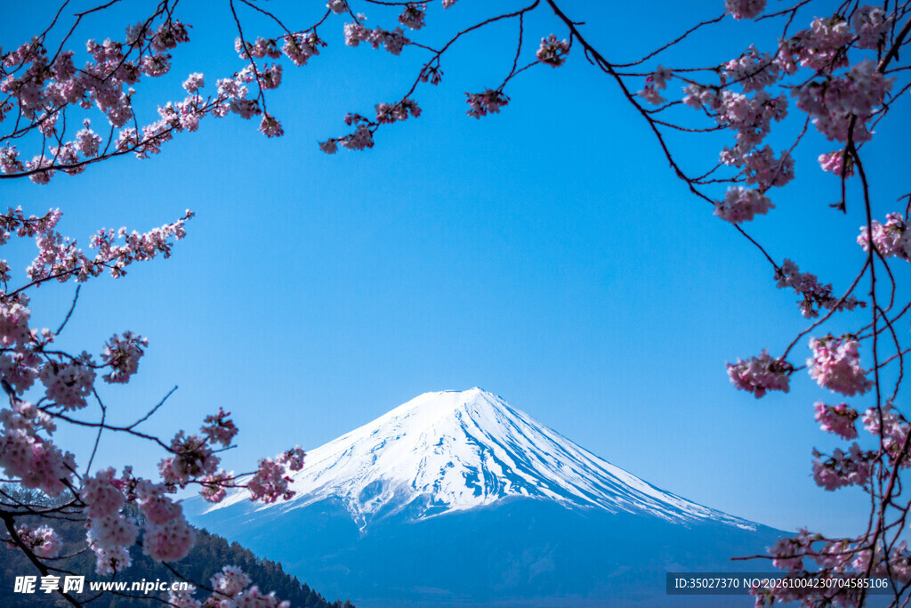 富士山春樱盛景