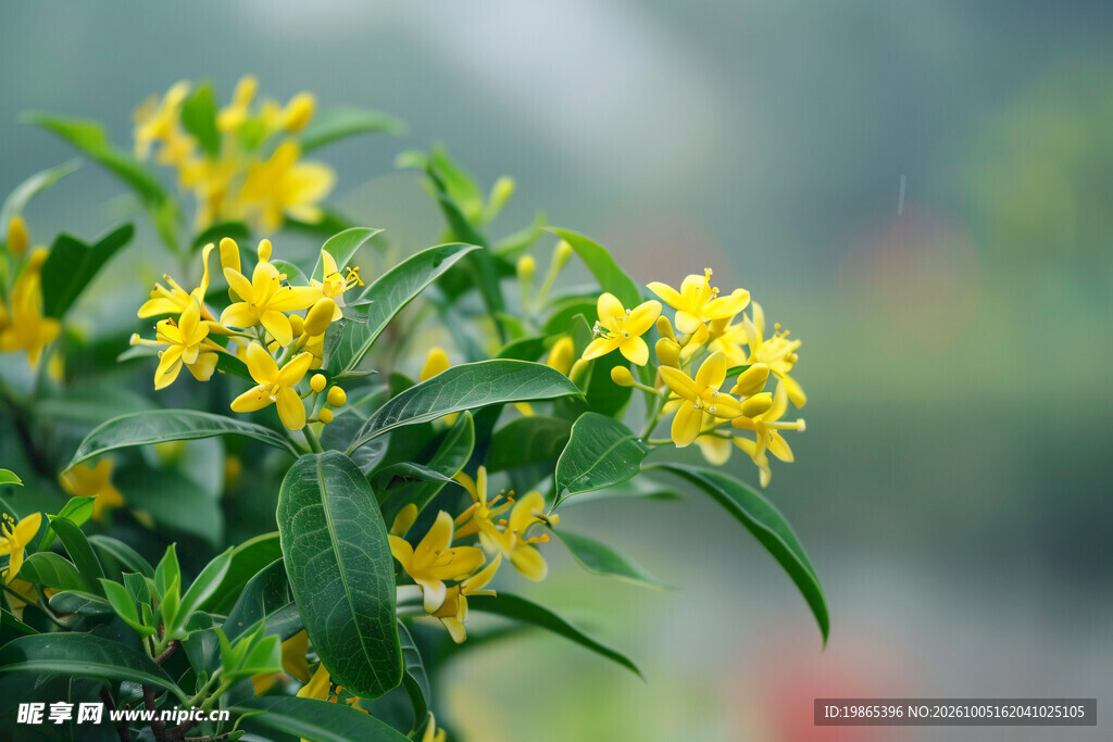 花朵秋天树叶植物桂花图片摄影图