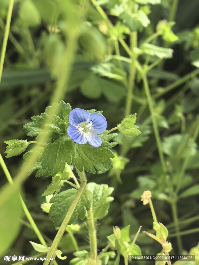 阿拉伯婆婆纳 小兰花