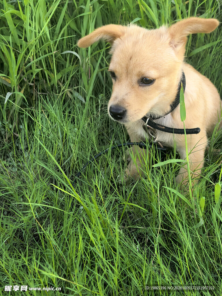 小狗狗