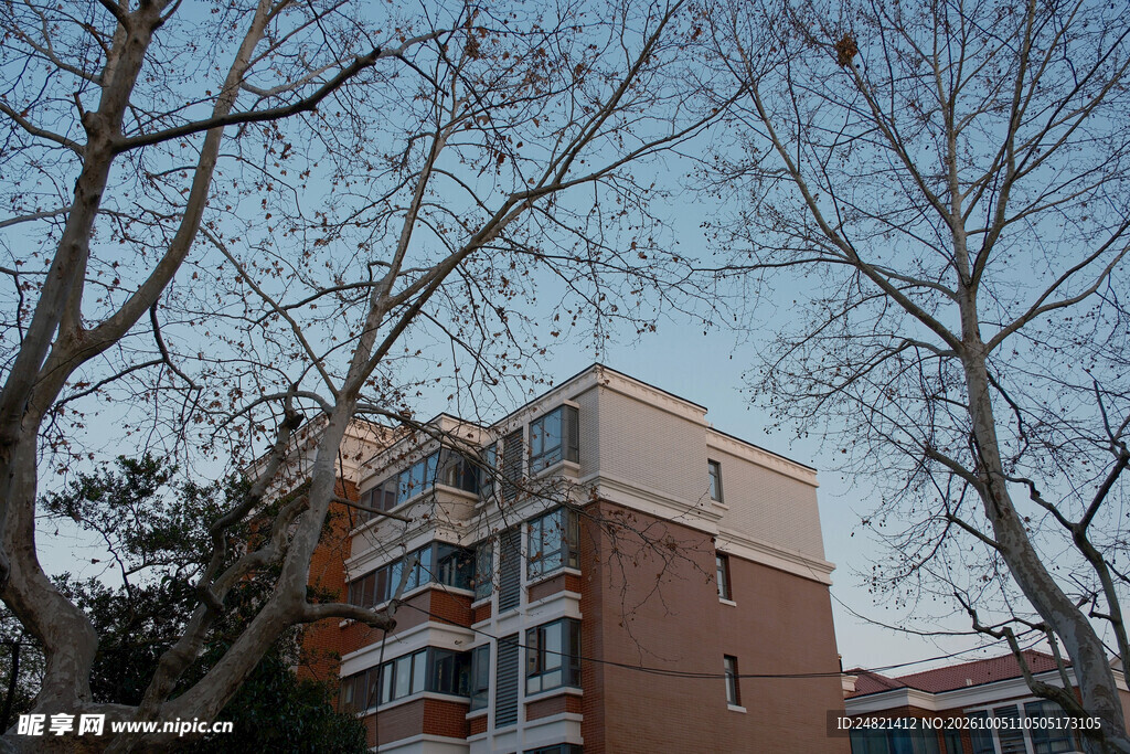 枯树掩映下的楼房