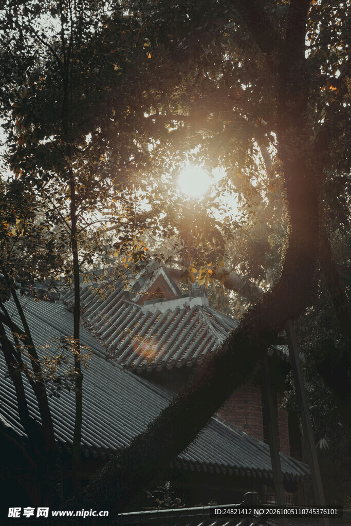 林间落日暖光街景