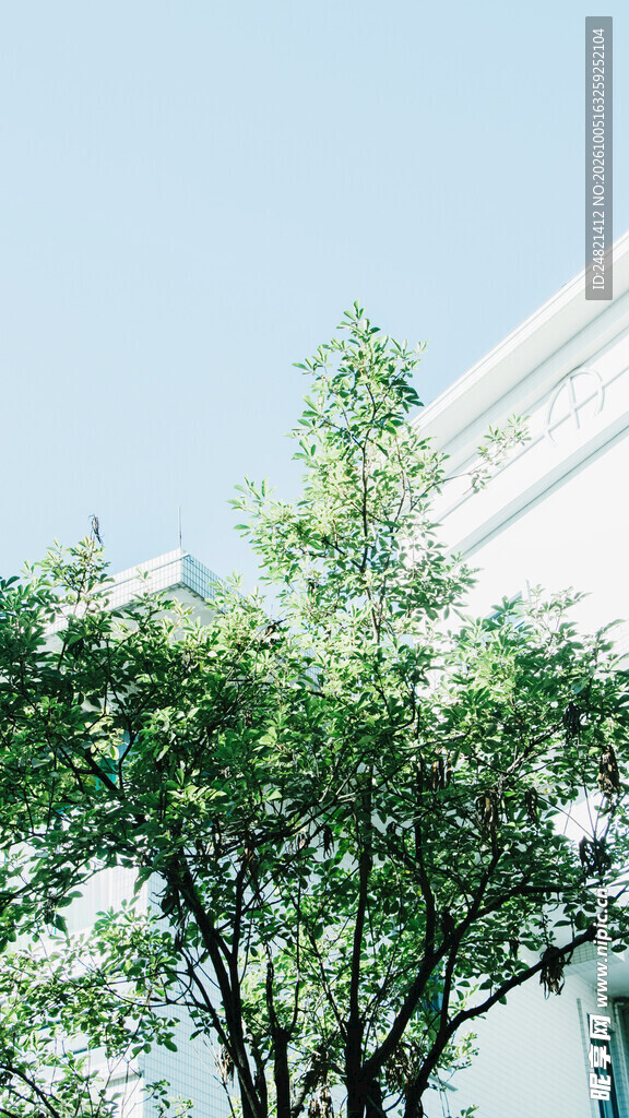 晴日绿树与白色建筑