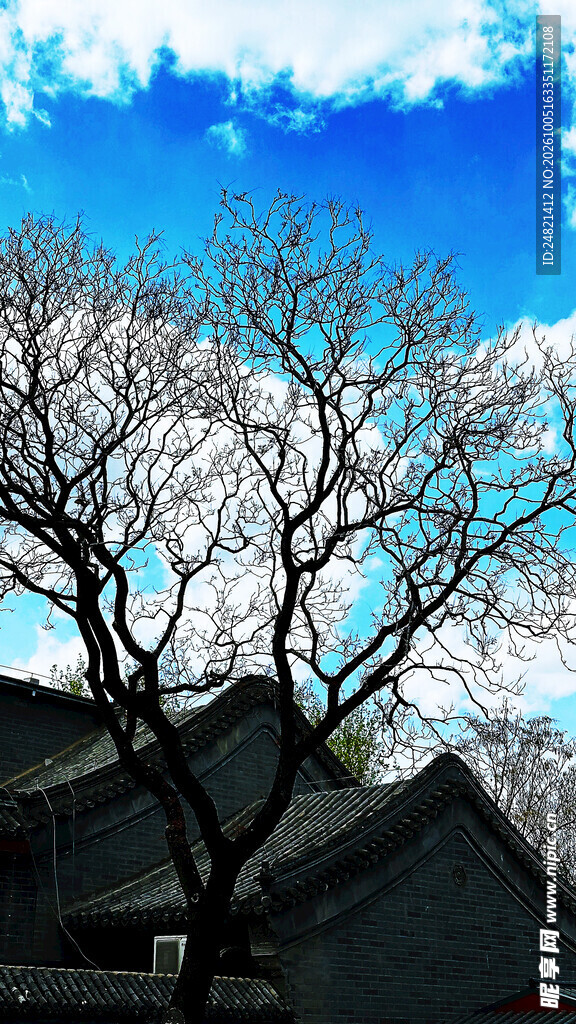 晴空下的枯树与民居