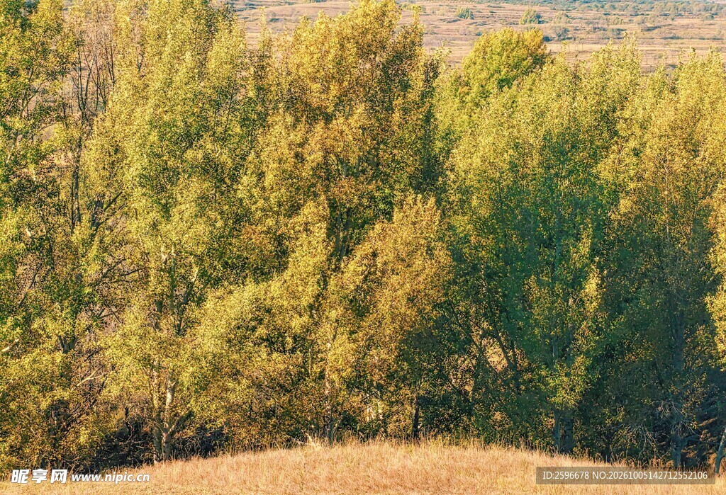塞北林场