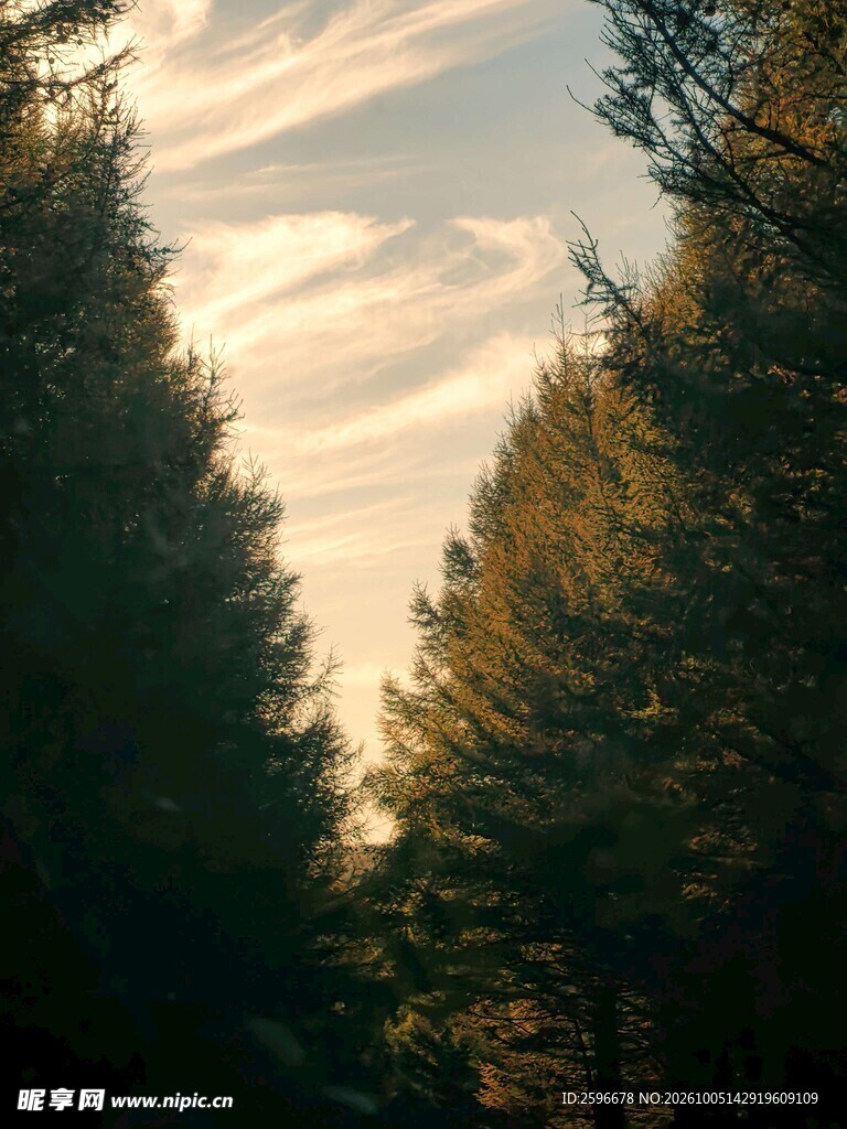 塞北林场