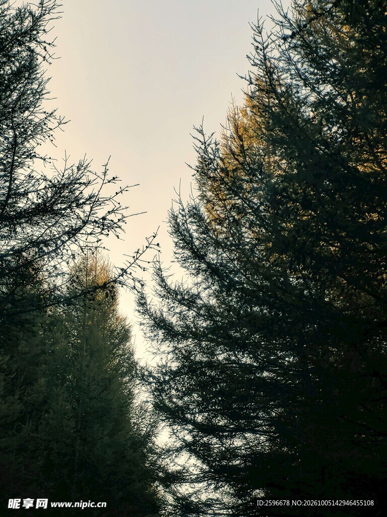 塞北林场