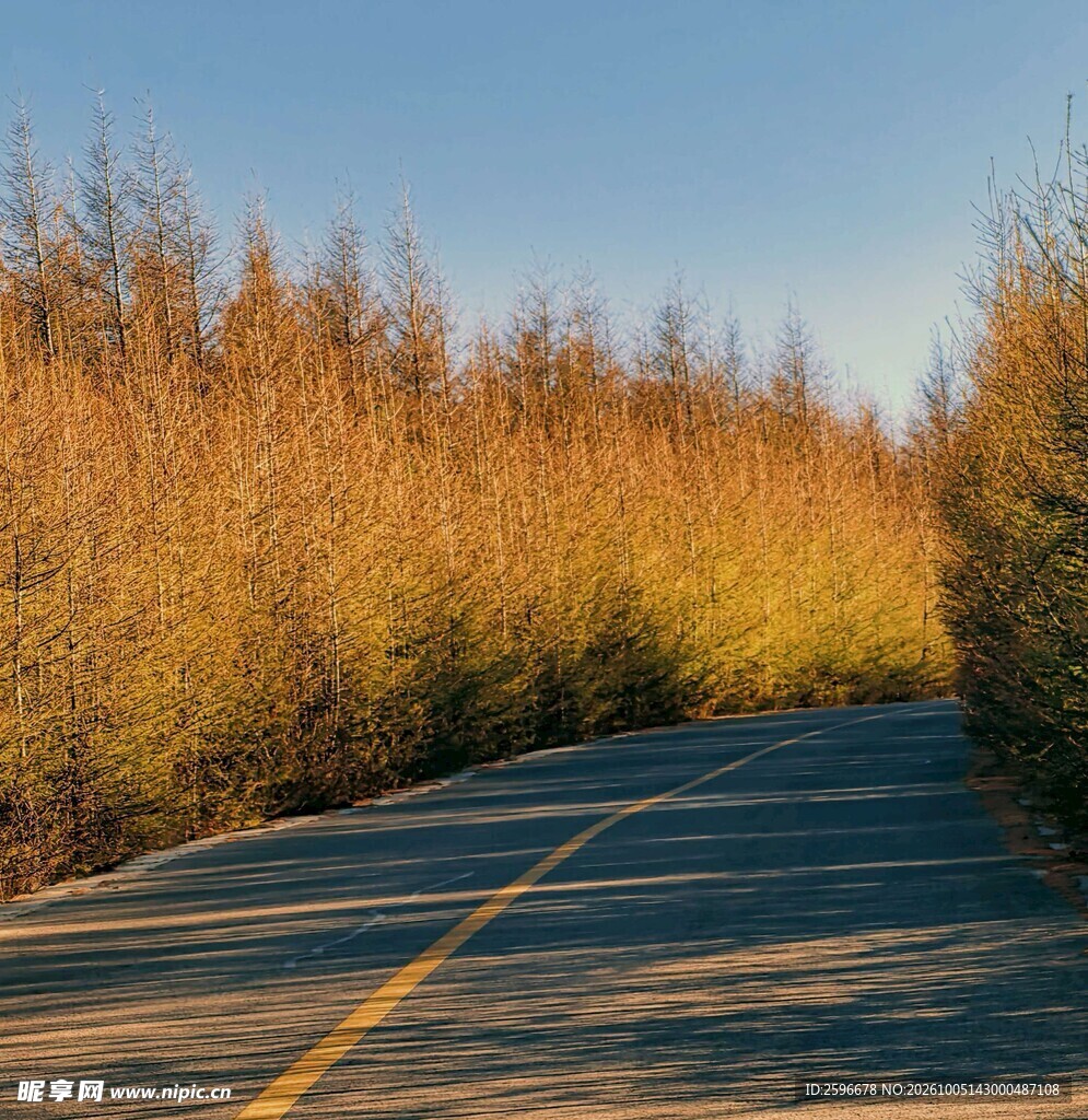 塞北林场