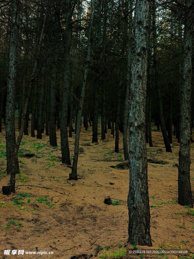 塞北林场