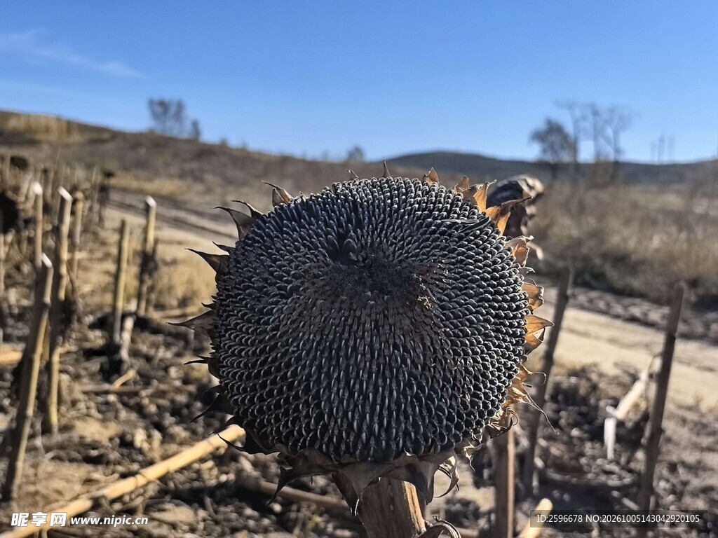 塞北林场